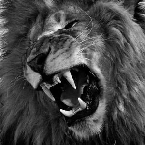 Meet your Posher, Augustus